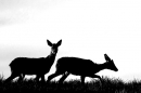 2 Roe Deer b&w. Apr. '24.