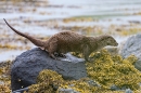 Otter sprainting on rock. May. '24.