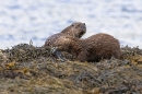2 Otters and eel. May. '24.