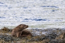 Otter on seaweed. May. '24.