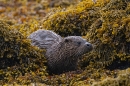 Otter out of seaweed 2. May. '24.