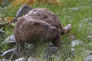 Otter on rocks and grasses. May. '24