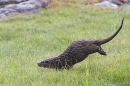 Otter running thru grasses. May. '24.