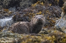Otter laying on seaweed bed. May. '24.