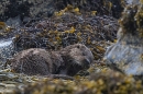 Otter sleeping on seaweed bed. May. '24.