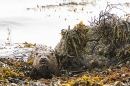 Otter emerging onto seaweed. May. '24.