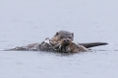 Otters playing in water. May. '24.
