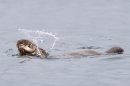Otter with fish in water. May. '24.
