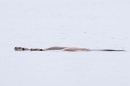 2 Otters swimming together. May. '24.
