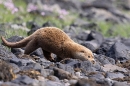 Otter cub walks thru black rocks. May. '24.