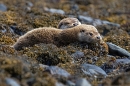 Otter cub and mum at rest. May. '24.