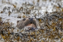 Otter cub brings crab ashore 2. May. '24.