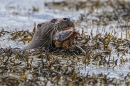 Otter cub brings crab ashore 1. May. '24.