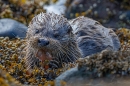 Otter cub feeding on crab 5. May. '24.