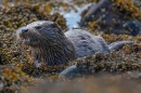 Otter cub feeding on crab 4. May. '24.