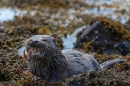 Otter cub feeding on crab 3. May. '24.
