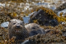 Otter cub feeding on crab 2. May. '24.