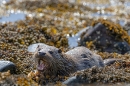 Otter cub feeding on crab 1. May. '24.