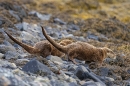 Otter mum and cub,syncronised toiletry. May. '24.