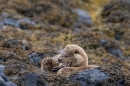 Otter mum and cub at rest on shore rocks 4. May. '24.
