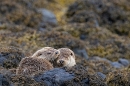 Otter mum and cub at rest on shore rocks 3. May. '24.
