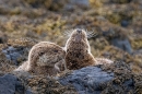 Otter mum and cub at rest on shore rocks 2. May. '24.