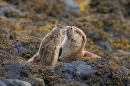 Otter mum and cub at rest on shore rocks 1. May. '24.