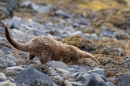 Otter mum piddling. May. '24.