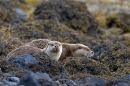 Otter mum and cub walking down to the loch. May. '24.