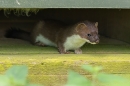 Stoat. Jul. '24.