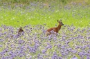 Female Roe deer and youngster in phacelia. Jul. '24.
