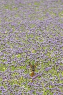 Female Roe deer in phacelia 2. Jul. '24.