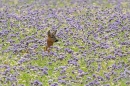 Female Roe deer in phacelia 1. Jul. '24.