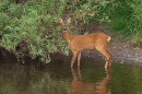 Roe deer doe at the edge of the water. Aug. '24.