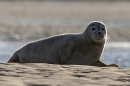 Backlit Common Seal. Nov. '24.