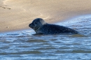Common Seal. Nov. '24.