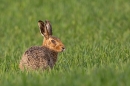 Brown Hare 3. Mar. '25.