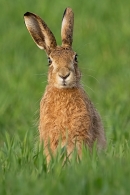 Brown Hare 1. Mar. '25.
