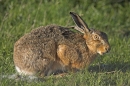 Brown Hare,feeding.