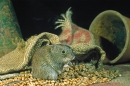 Field Vole and grain.