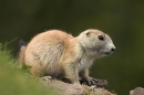 Prairie Dog.