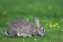 Rabbit,feeding.