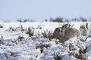Mountain Hare in heather and snow 4. 4/3/'10.