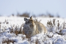Mountain Hare in heather and snow 2. 4/3/'10.