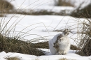 Mountain Hare,grooming.10/3/'10.