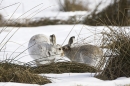 2 Mountain Hares greeting.10/3/'10.