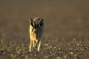 Running Brown Hare.15.04.'10.