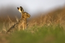 Brown Hare,feeding.15.04.'10.